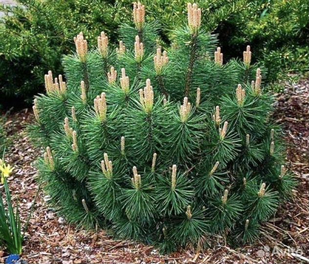 Сосна горная пумилио и другие