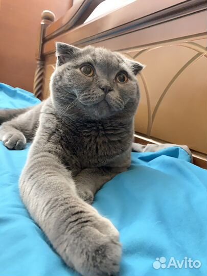 Вязка Шотландский вислоухий кот
