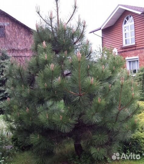 Сосна Пумулио Мугус