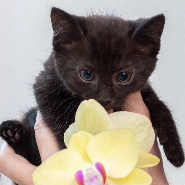 Европейский короткошёрстный котёнок