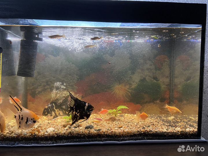 Аквариум с рыбками
