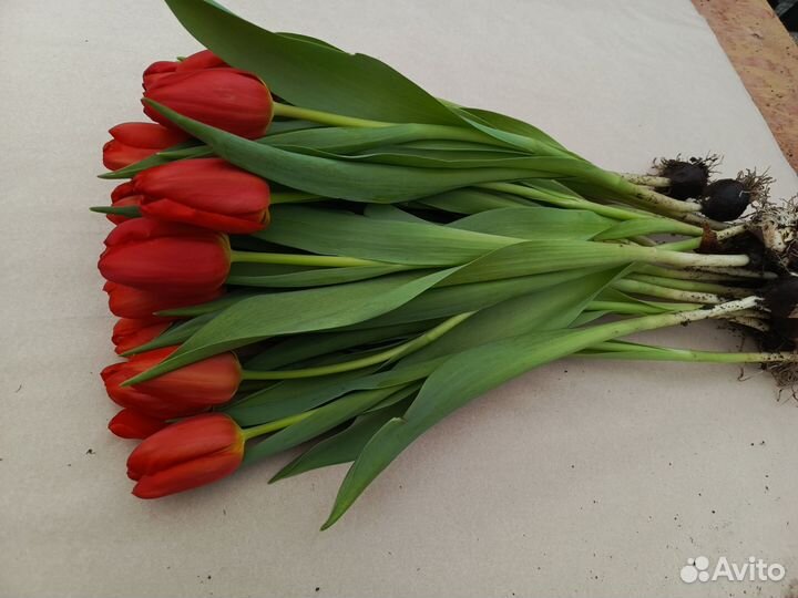 Тюльпаны к 8 марта