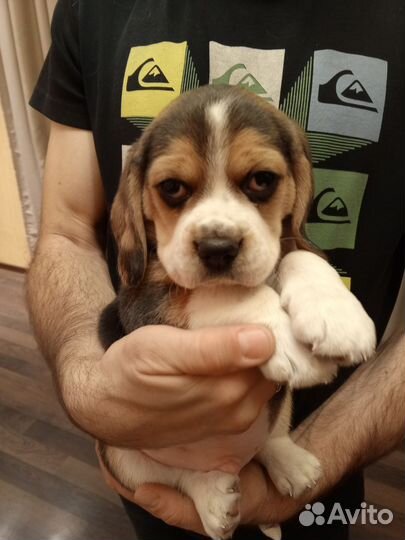 Щенки Бигль