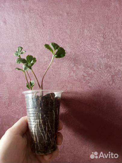 Ранункулюс
