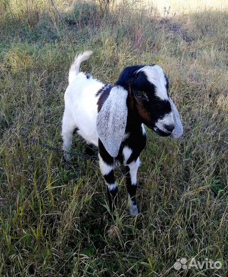 Козёл Камори Нубийский и Коза заанонубийка