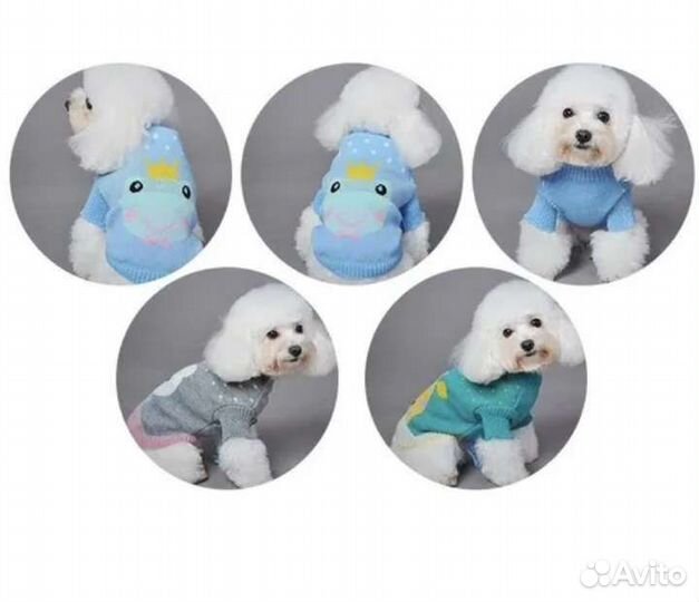 Одежда для животных