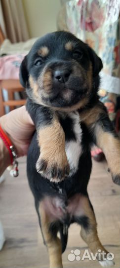 Щенки от маленькой собачки