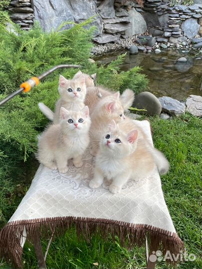 Голубое золото ay12