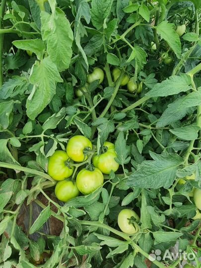 Помидор 