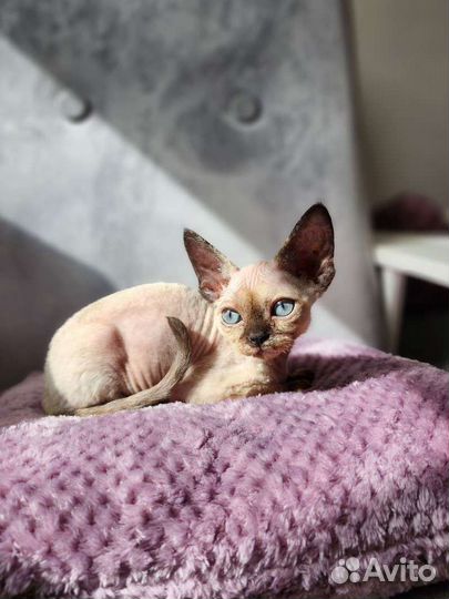 Разноцветные котята из домашнего питомника