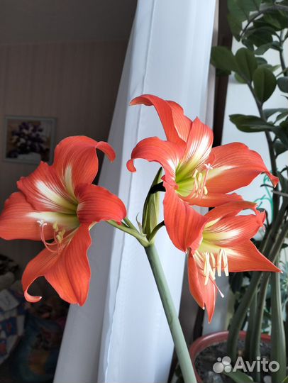 Цветок Гиппеаструм,Аленький цветочек