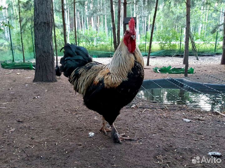 Продам петухов