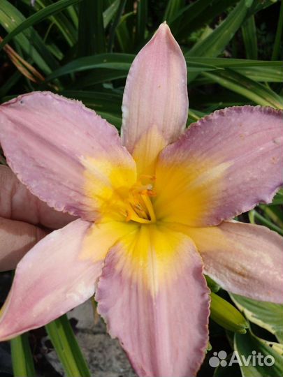 Лилейники сортовые