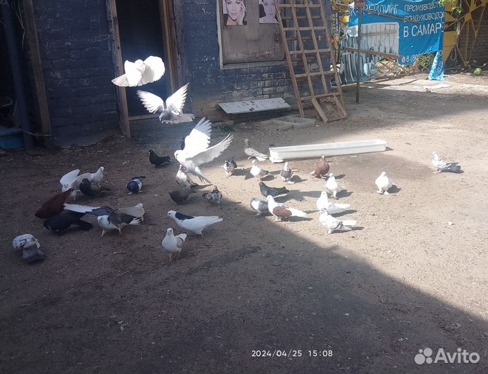 Голуби домашние