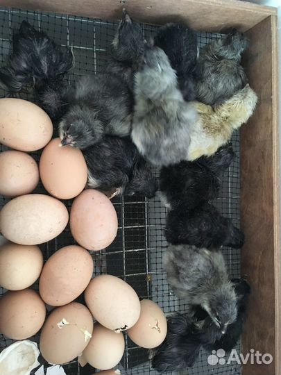 Инкубационное яйцо Амерауканов,Австролорпов