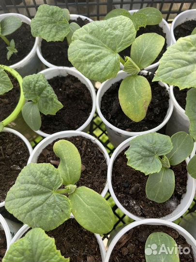 Рассада овощей
