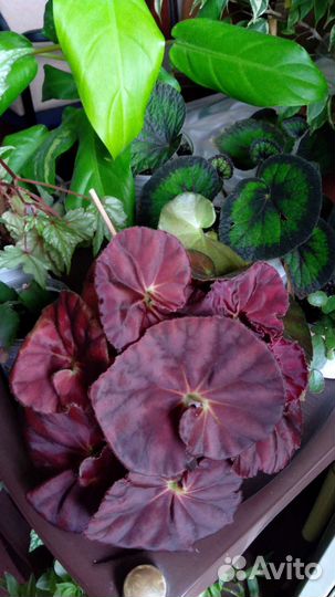 Бегонии декоративнолиственные