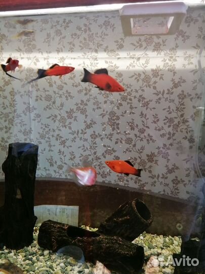 Аквариум 100л., с рыбками