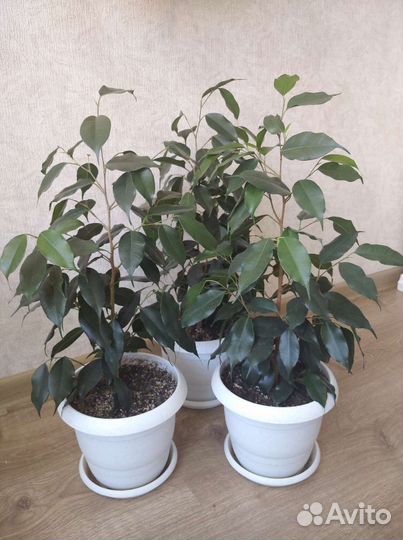 Цветы фикус Бенджамина