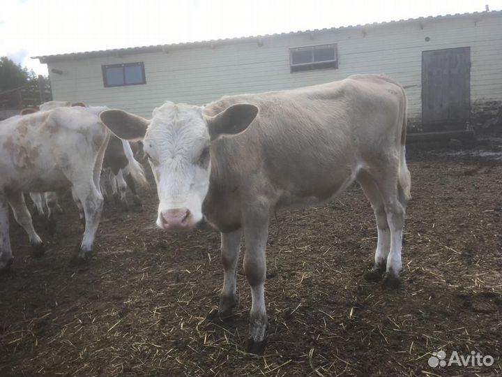 Корова дойная, телята, поросята