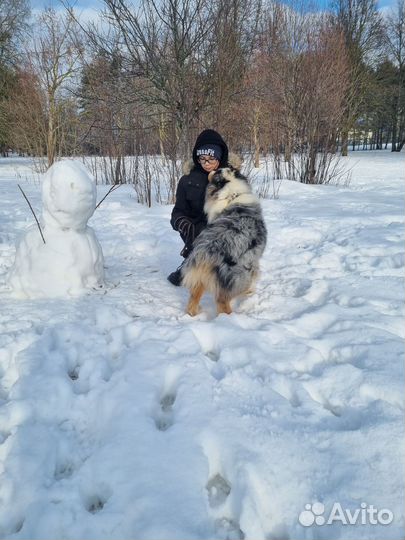 Аусси мальчики