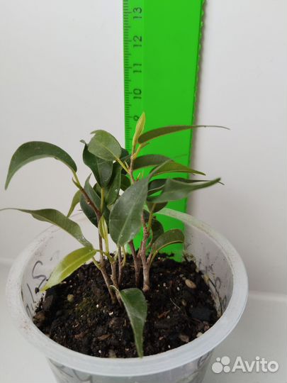 Фикус Пандора