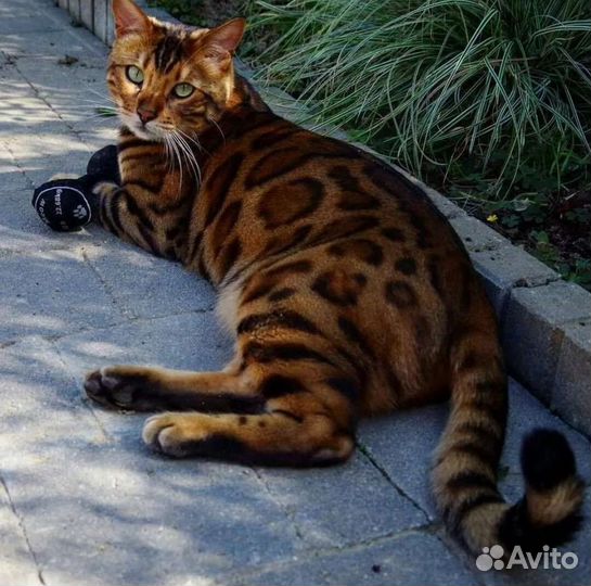 Бенгальский кот вязка