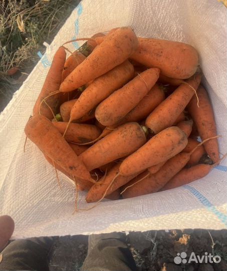 Морковь оптом
