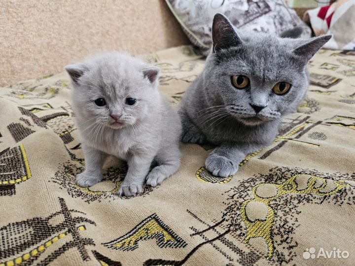 Британская