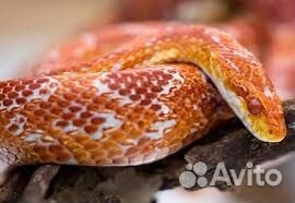 Императорский удав, маисовый полоз