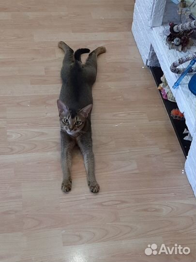 Продам кота