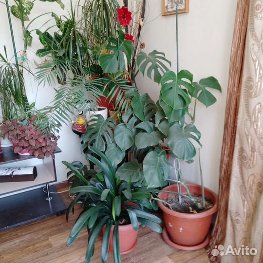 Комнатные домашние растения