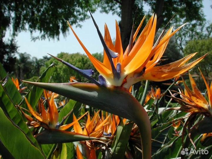 Стрелиция семена (не растения)