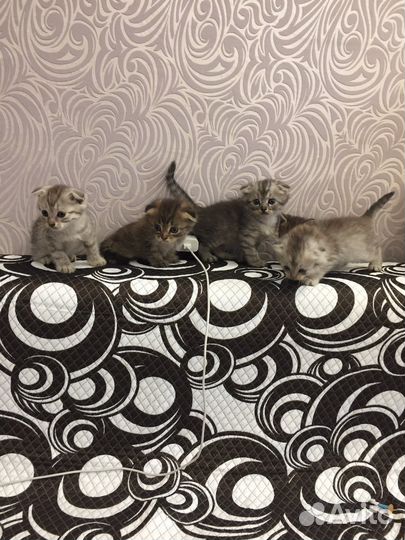 Шотландские котята