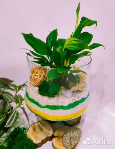 Флорариум, спатифилум, подарок