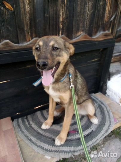 Щенок Каспер