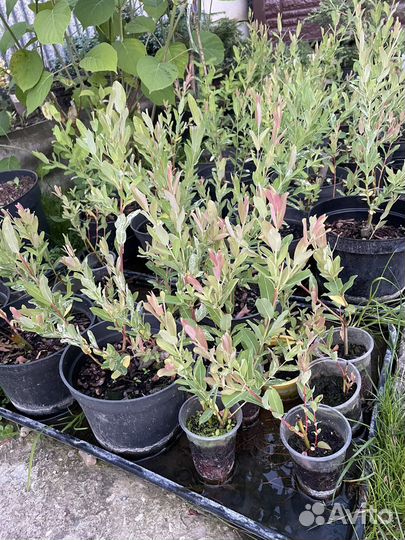 Растения для сада