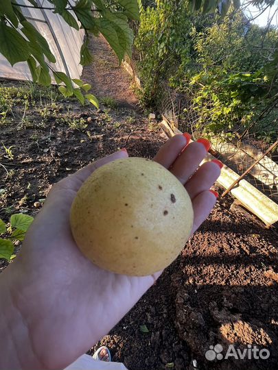 Саженцы абрикоса Ананасный