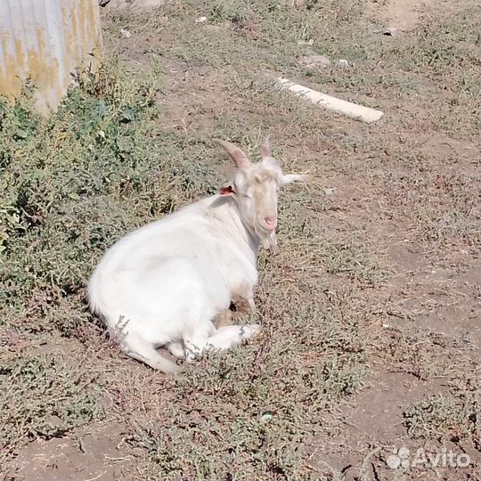Коза и козел