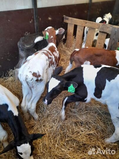 Телята с доставкой за наш счёт