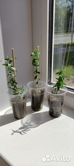 Комнатные растения