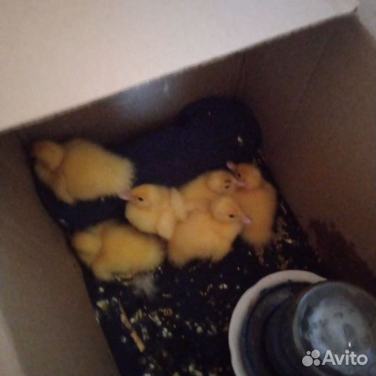 Сирийский хомяк