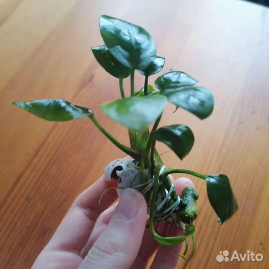 Растение для аквариума - анубиас