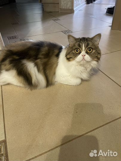 Шотландская кошечка