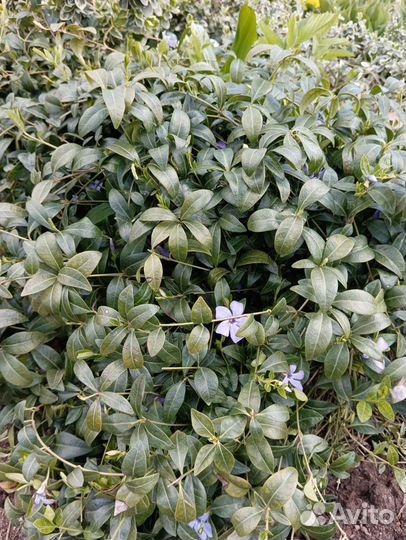 Барвинок растение