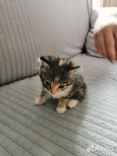 Отдам в добрые руки