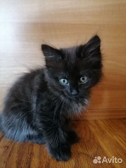 Сибирские котята в добрые руки