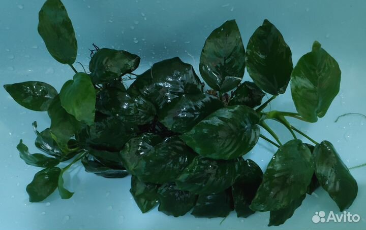 Анубиас Бартера и Хемиантус Микрантемоидес