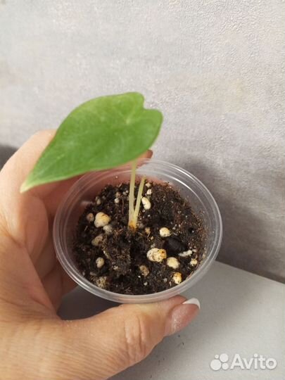 Алоказия silver dragon