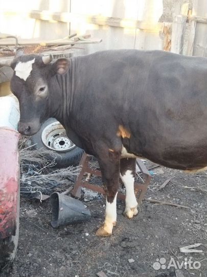 Телка 1.5 года